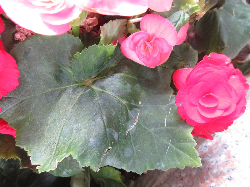 File:HK CWB 銅鑼灣 Causeway Bay Hysan Place plant 秋海棠屬 Begonia flowers October 2017 IX1 flowers 02.jpg