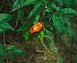 മുളക് (Habanero pepper)