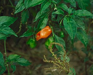 Habanero pepper