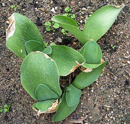 Fehér vérvirág (Haemanthus albiflos)