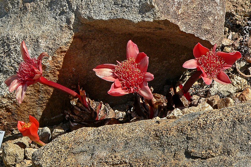 File:Haemanthus coccineus 1.jpg