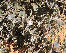 Hakea smilacifolia.jpg