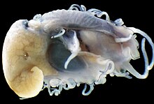Photo of Haliotis asinina with the shell removed. Haliotis asinina anatomy.jpg