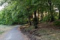 * Nomination Nature reserve “Westruper Heide” near Haltern am See, North Rhine-Westphalia, Germany --XRay 04:16, 20 May 2016 (UTC) * Promotion  Support Good quality. --Johann Jaritz 06:16, 20 May 2016 (UTC)