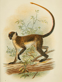 Handbook to the Primates Plate 28.jpg