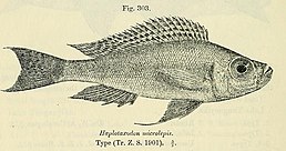 Haplotaxodon microlepis