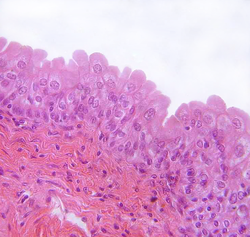 simple cuboidal epithelium apical surface