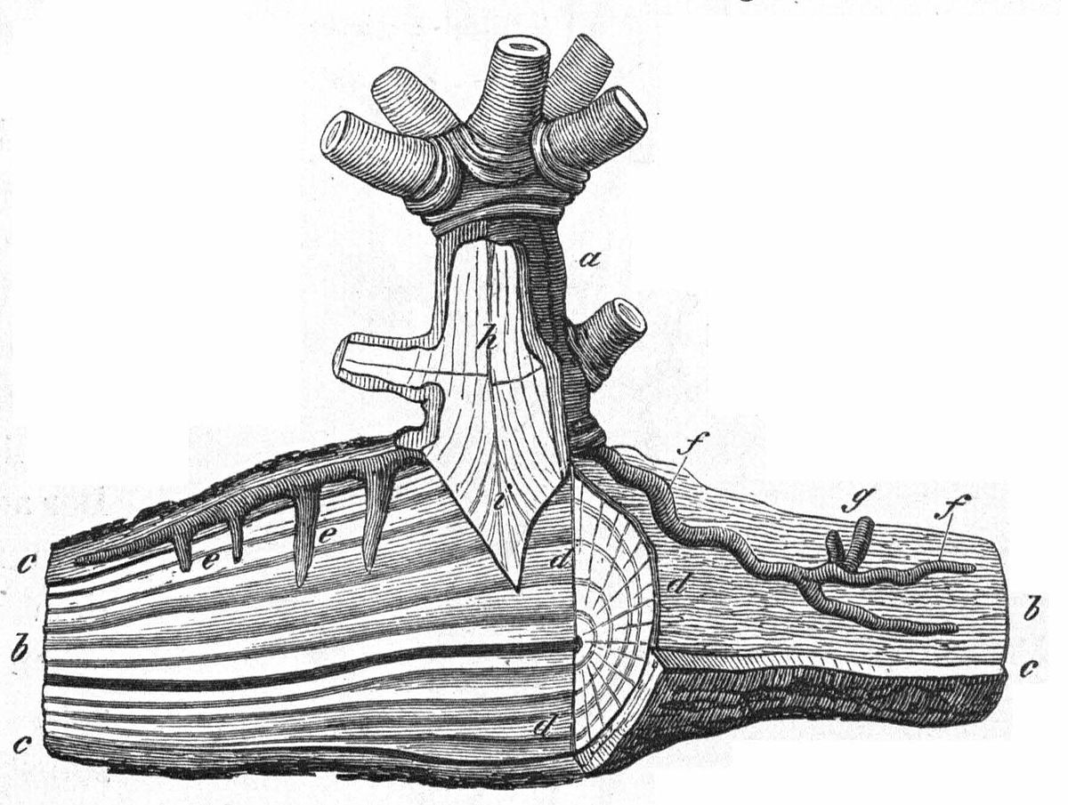 absorber francais definition â€” haustorium Wiktionnaire