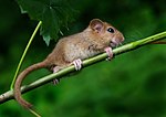 Hazel-dormouse (Muscardinus avellanarius), Skole, Lvivin alue, Ukraina (50540055351) .jpg