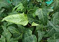 Hedera helix 'Jubileusz Ogrodu'