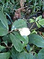 Helleborus niger (11 March 2023)