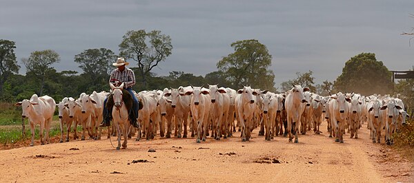 Cattle in the Brazilian state of Mato Grosso