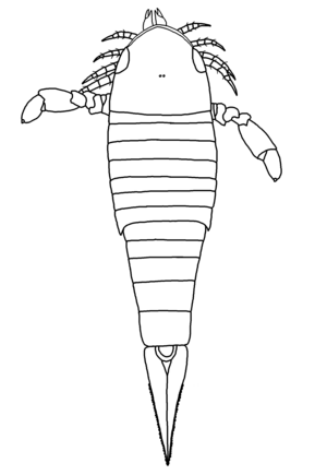 Herefordopterus banksii restoration.png