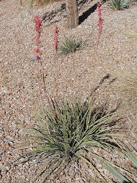 Hesperaloe parviflora