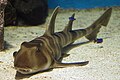 Japanese bullhead shark