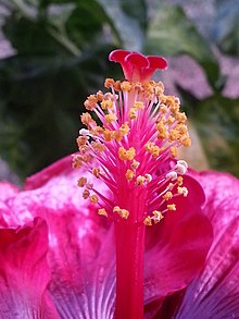 Pua Mau Place Arboretum and Botanical Garden Hibiscus Pollen 03.jpg