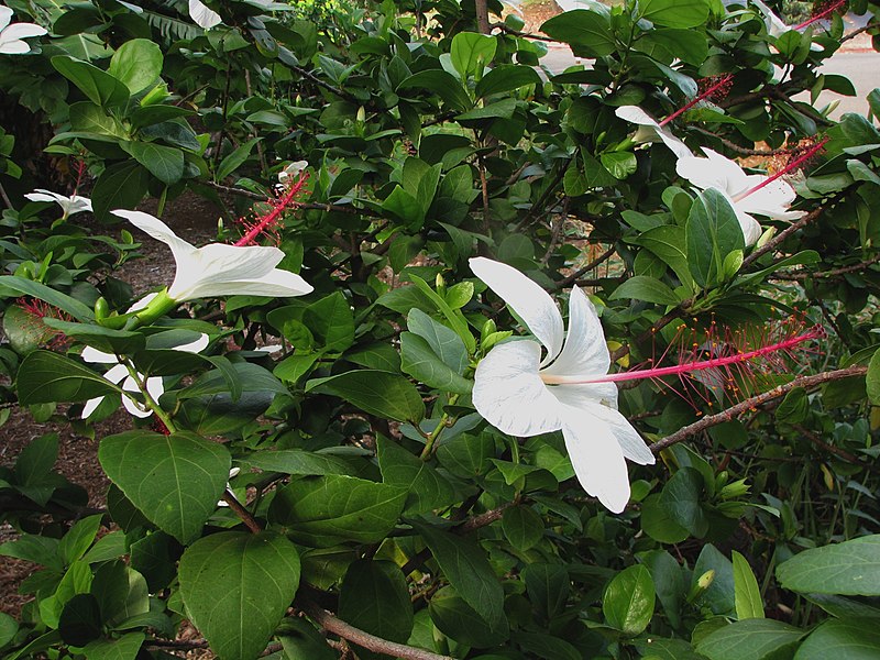 File:Hibiscus arnottianus subsp. arnottianus Kanani Kea (5113331410).jpg