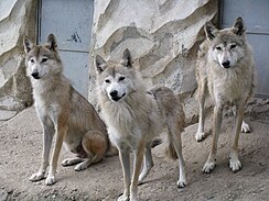 Himalayan wolves.jpg