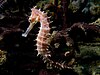 Hippocampus histrix (Beige thorny seahose).jpg