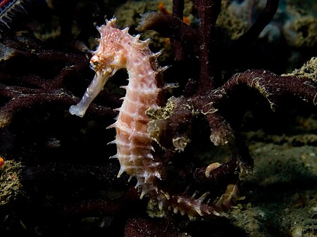 Hippocampus histrix (Beige thorny seahose).jpg