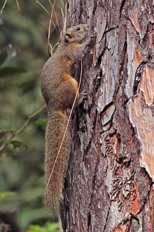Écureuil de l'Himalaya à ventre cendré (Callosciurus pygerythrus) Nagarjun.jpg
