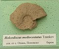 en:Holcodiscus mediocostatus Tzankov, en:Barremian, N of Opaka, Popovo Province at the en:Sofia University "St. Kliment Ohridski" Museum of Paleontology and Historical Geology