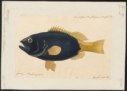 Holocentrus flavo-caeruleus - 1824-1839 - Tulosta - Iconographia Zoologica - Amsterdamin yliopiston erikoiskokoelmat - UBA01 IZ12900231.tif