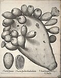 Miniatuur voor Bestand:Hortus Eystettensis, 1640 (BHL 45339 382) - Classis Autumnalis 42.jpg