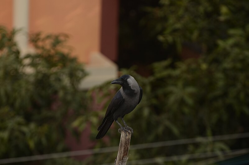 File:House Crow (Corvus splendens) from Villupuram dt JEG6450.JPG