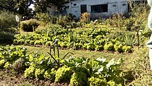 Producción de alimentos en huerta agroecológica urbana comunitaria. Foto tomada en Buenos Aires, Argentina. Mayo 2022.