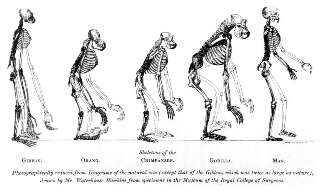 Pithecometra principle