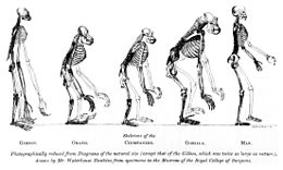 čiernobielo, pohľady zboku, zľava doprava: gibon, orangutan, šimpanz, gorila a človek; všetky kostry v životnej veľkosti, len gibon 2-krát zväčšený; všetci majú rovnaké kosti, len rôznych proporcií; človek má najväčšiu mozgovú časť lebky, všetky opice majú prsty približne rovnako dlhé ale asi 2-krát dlhšie ako človek, gibon má najdlhšie ruky, malú čeľusť, chabé rebrá; orangutan má kratšie ruky ako gibon ale dlhšie ako človek, veľkosť hrudníka a hrúbku kostí približne ako človek; šimpanz má ešte mohutnejšie kosti ako orangutan, trošku menšiu tvárovú časť; gorila má najmohutnejšiu kostru (najhrubšie kosti, najväčšie stavce, najväčšiu sánku, najväčšie lopatky a panvu)