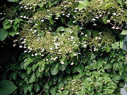 (Hydrangea petiolaris)