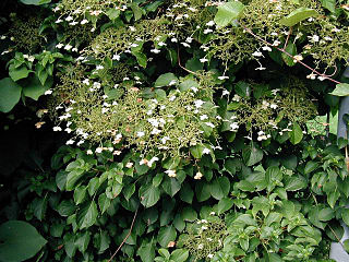 <i>Hydrangea petiolaris</i> Species of flowering plant in the family Hydrangeaceae