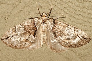 <i>Hydriomena exculpata</i> Species of moth