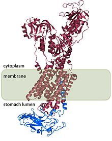 Structure of the hydrogen potassium ATPase. The a subunit is shown in pink; the b subunit is shown in blue. Hydrogen potassium ATPase.jpg