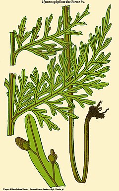 Description de l'image Hymenophyllum fuciforme.jpg.