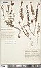 Hypericum elodeoides.jpg