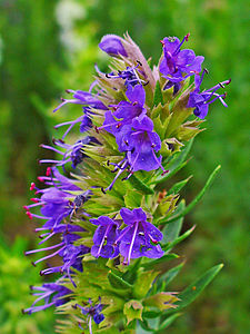 Hyssopus officinalis Inflorescence