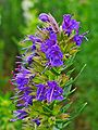 Hyssopus officinalis (Lamiaceae)