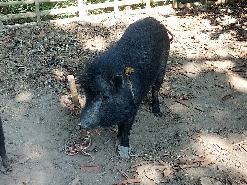 File:IMG pig.jpg