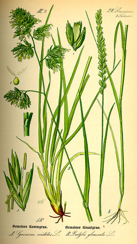 Dactylis_glomerata