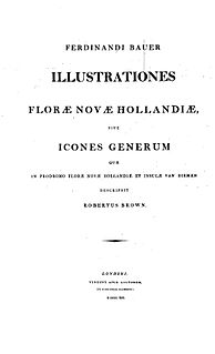 <i>Illustrationes Florae Novae Hollandiae</i>