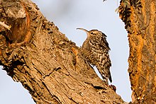 Indian Spotted Creeper.jpg