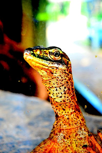 File:Indonesian Lizard.jpg