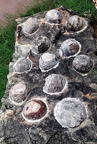 <span class="mw-page-title-main">Egg fossil</span> Fossilized remains of eggs laid by ancient animals