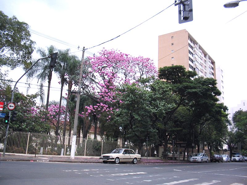 File:Ipês lilás no hospital irmãos penteado na rua benjamin constant 001.jpg