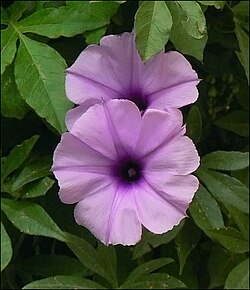 Ipomoea-cairica-old-01.jpg