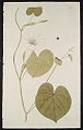 Ipomoea violacea von Jacquin. Plantarum rariorum, 1776