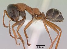 Iridomyrmex cephaloinclinus casent0172059 профилі 1.jpg